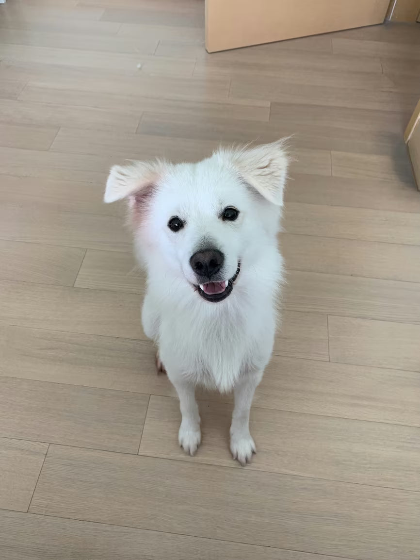 The puppy — original photo